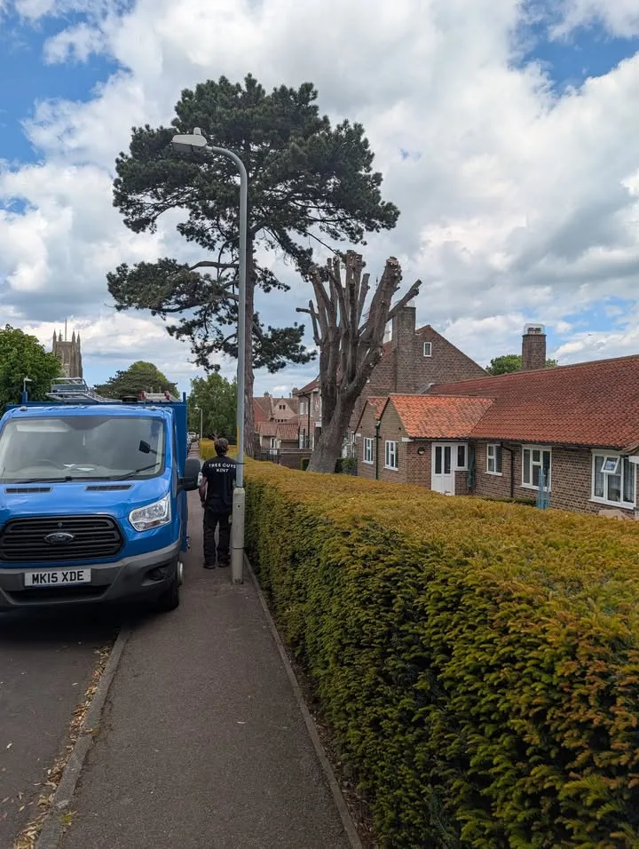 Tree surgery work by Tree Guys Kent