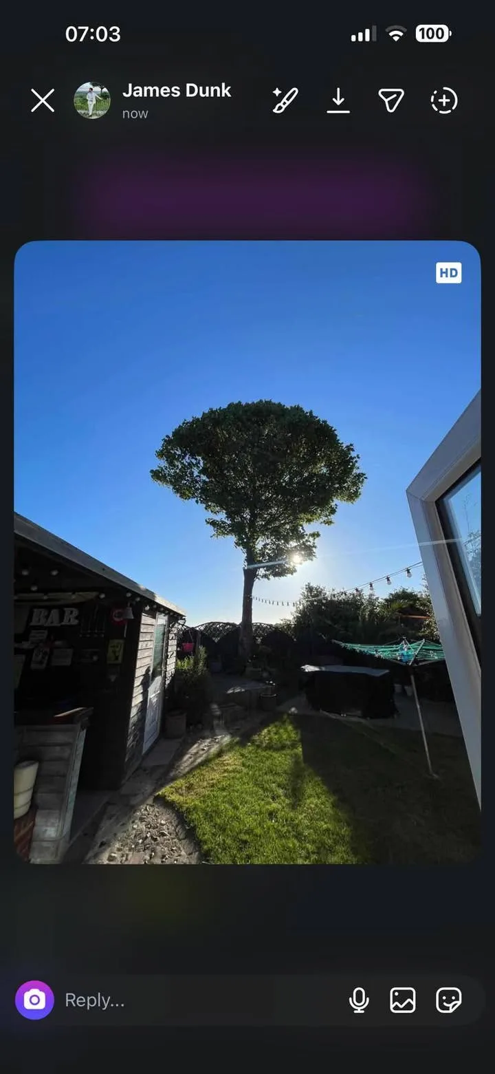 Tree surgery work by Tree Guys Kent
