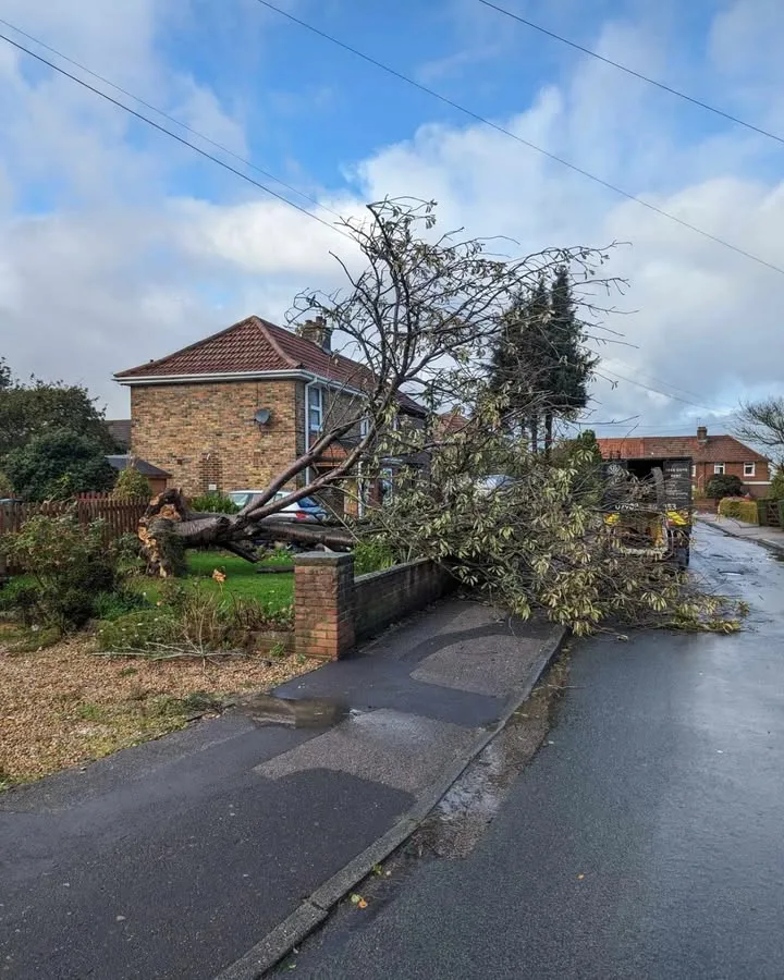Tree surgery work by Tree Guys Kent
