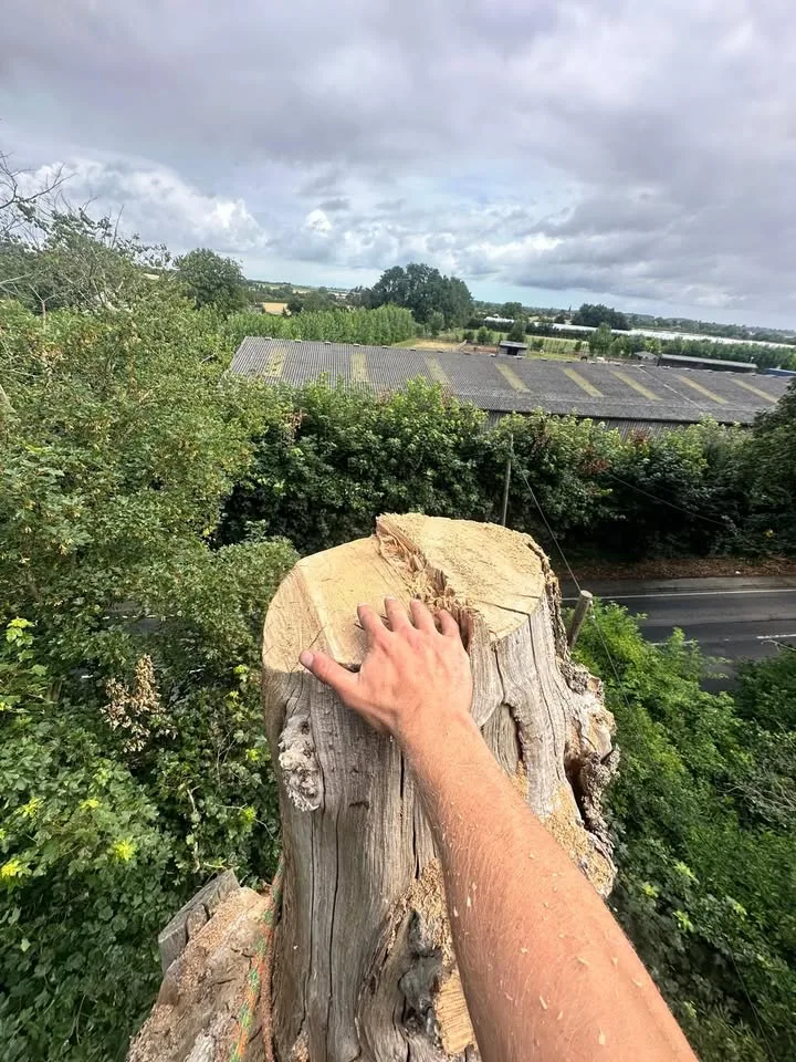 Tree surgery work by Tree Guys Kent
