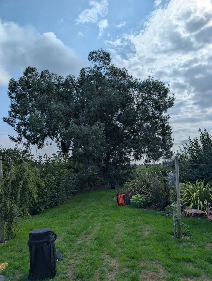 Tree surgery work by Tree Guys Kent
