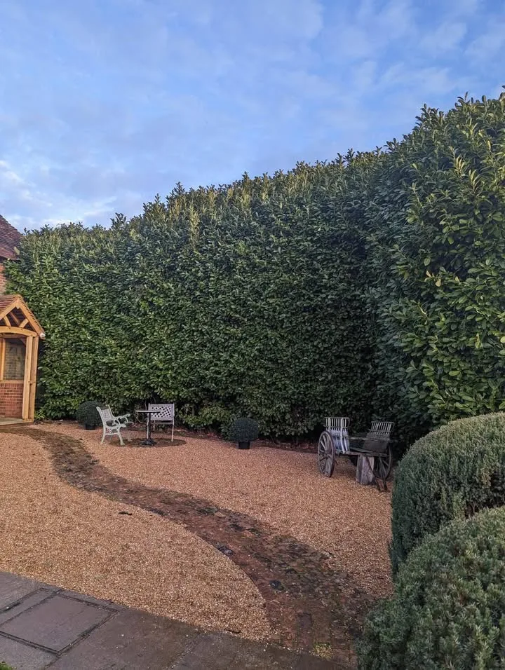 Tree surgery work by Tree Guys Kent