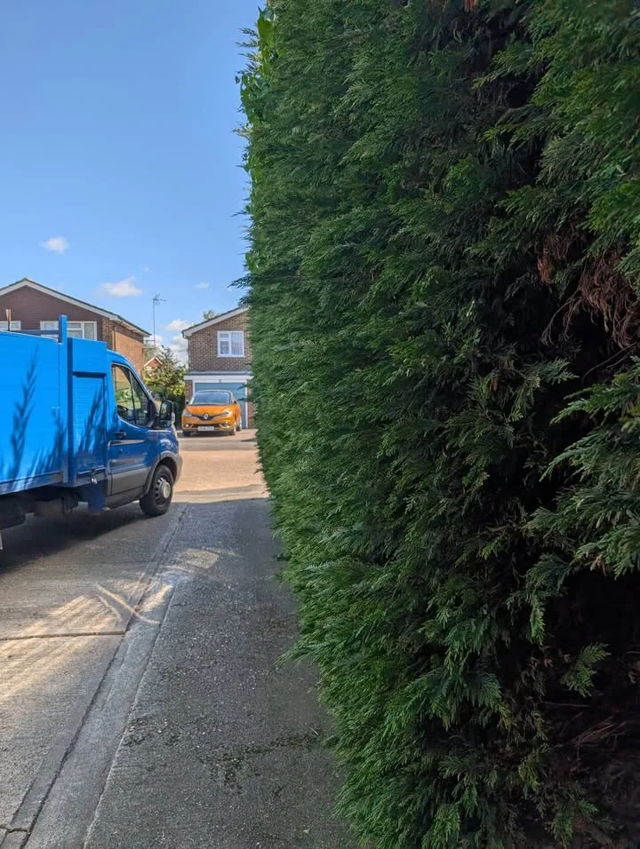 Tree surgery work by Tree Guys Kent