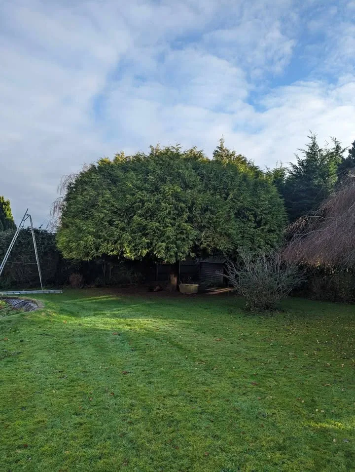 Tree surgery work by Tree Guys Kent