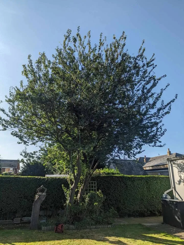Tree surgery work by Tree Guys Kent