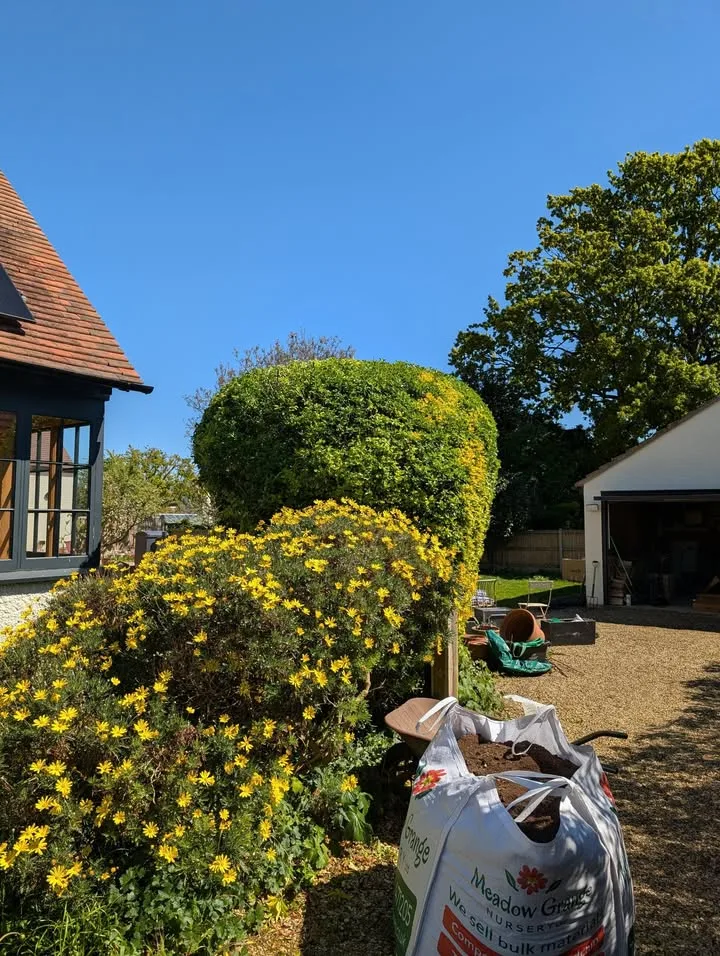 Tree surgery work by Tree Guys Kent