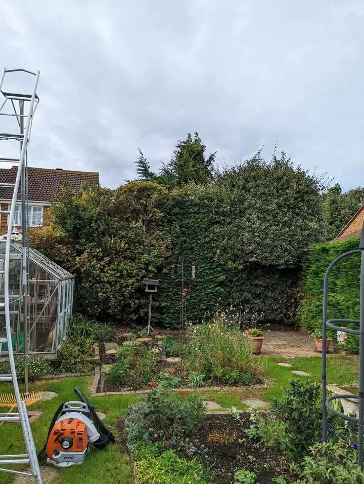 Tree surgery work by Tree Guys Kent