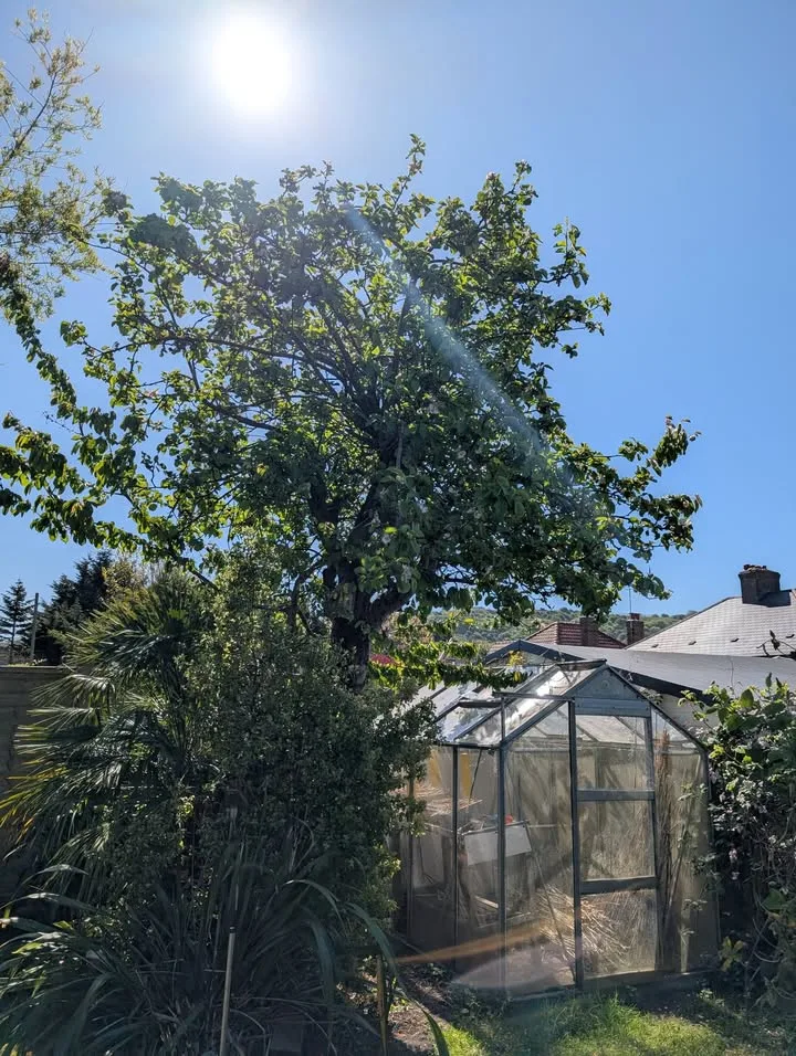 Tree surgery work by Tree Guys Kent