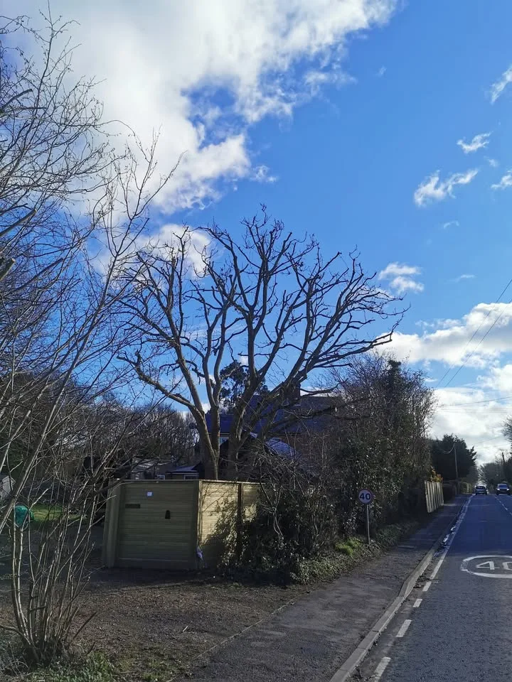 Tree surgery work by Tree Guys Kent