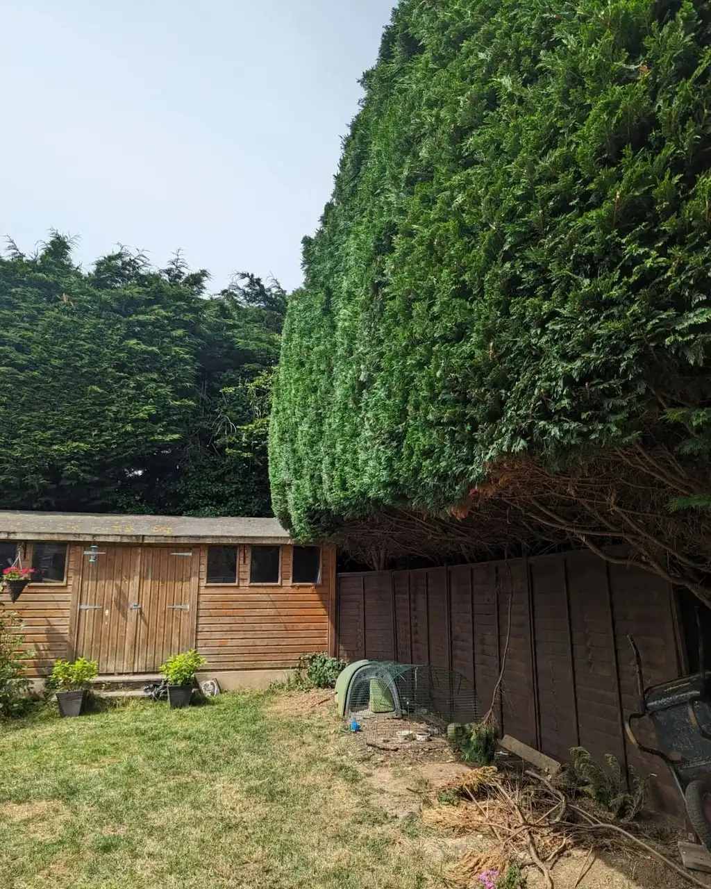 Hedge after cutting work carried out by Tree Guys Kent in Dover