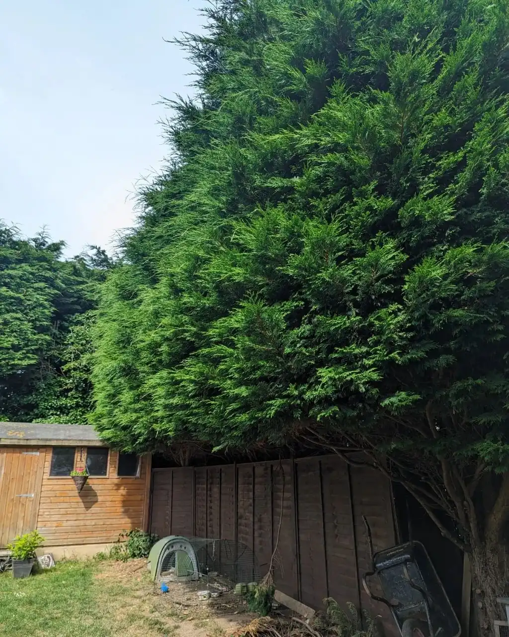 Hedge before cutting work carried out by Tree Guys Kent in Dover