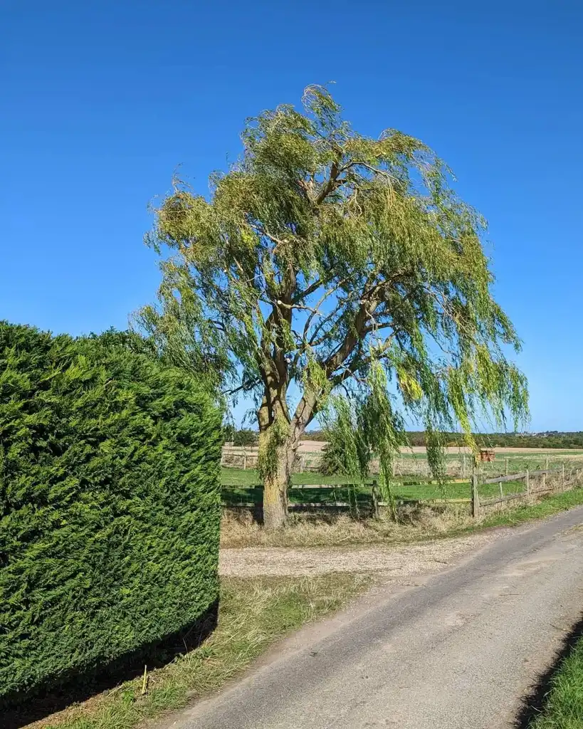 Tree after surgery work carried out by Tree Guys Kent in Dover