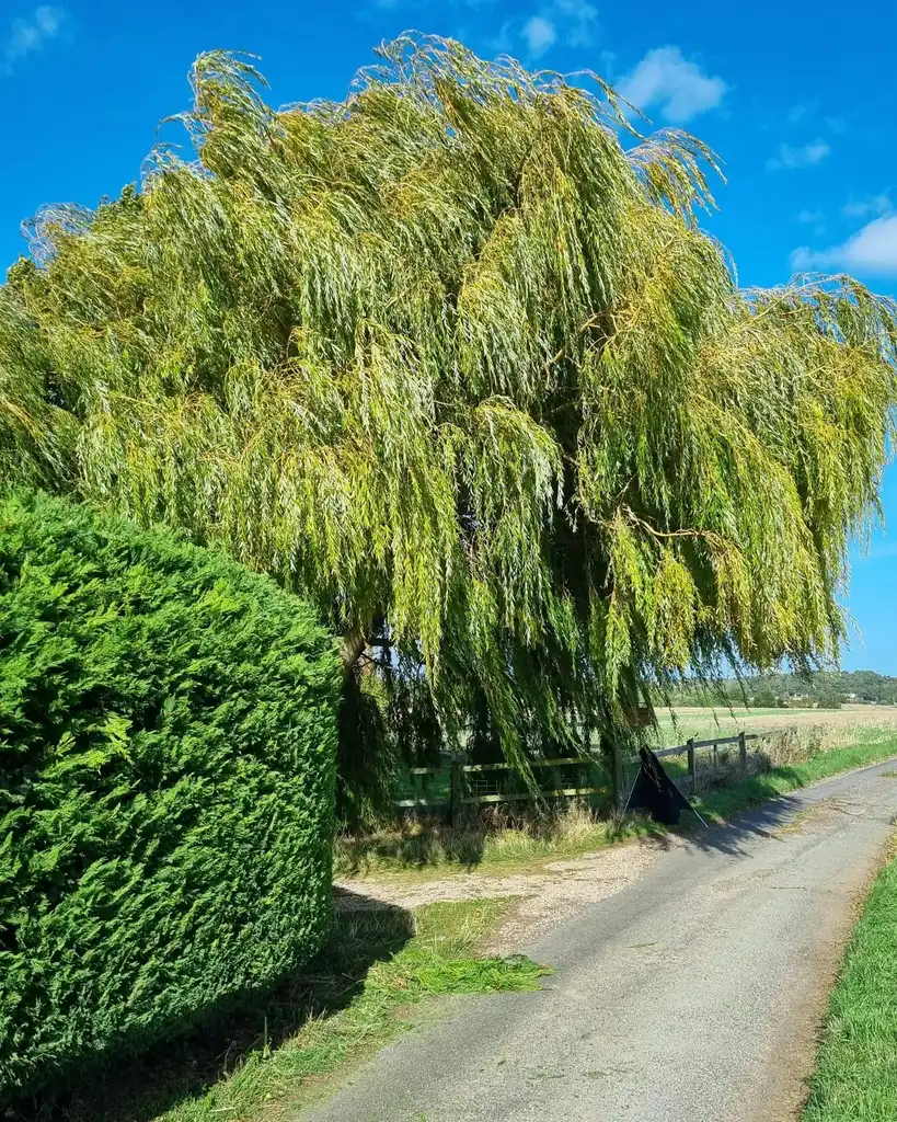 Tree before surgery work carried out by Tree Guys Kent in Dover