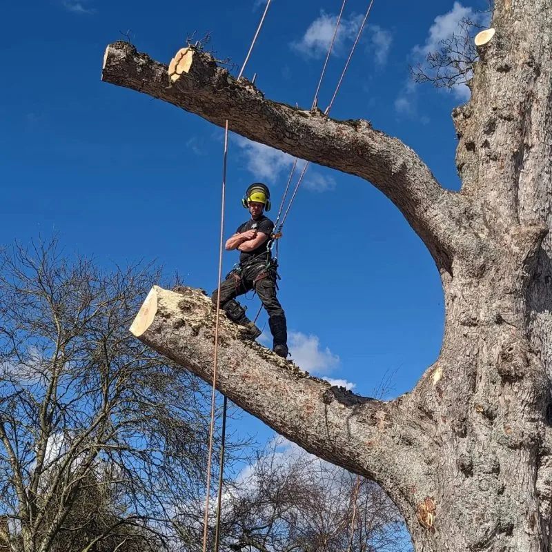Tree surgery in Deal, Kent